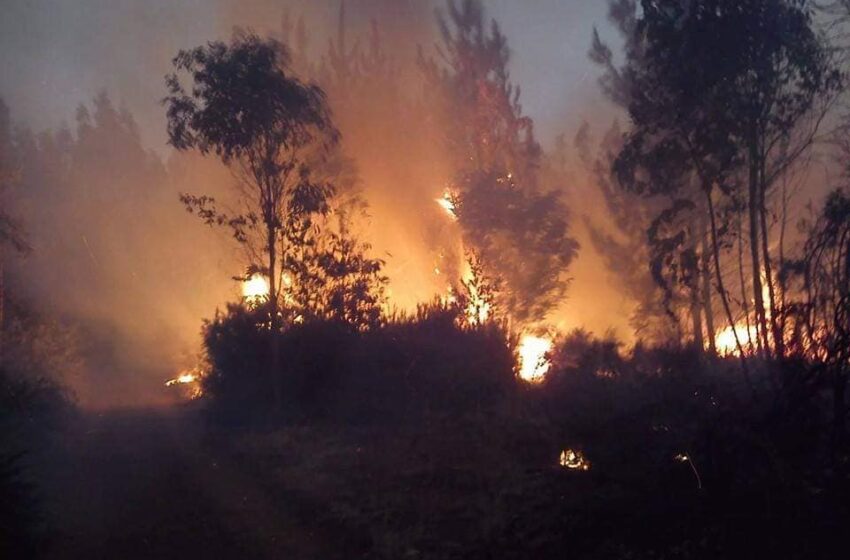  Rilancio del Corpo Forestale: ecco come la Sicilia vuol venire fuori dall’incubo incendi