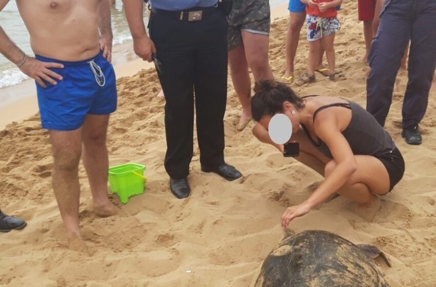  Tartaruga marina sulla spiaggia di Gallina: soccorsa dopo avere deposto le uova