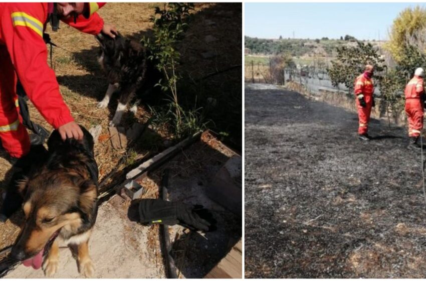  La storia: il fuoco stava per divorare una cuccia con due cani dentro, straordinario intervento dei Ross