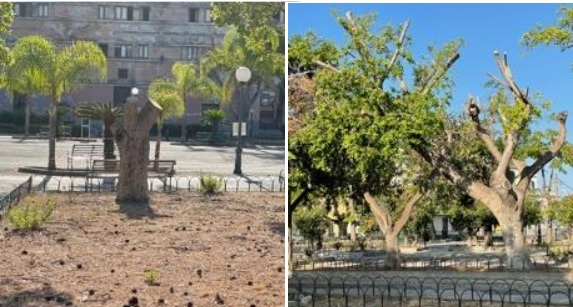  Capitozzature alla Villa? Il Comitato Aria Nuova chiede chiarimenti al Comune di Augusta