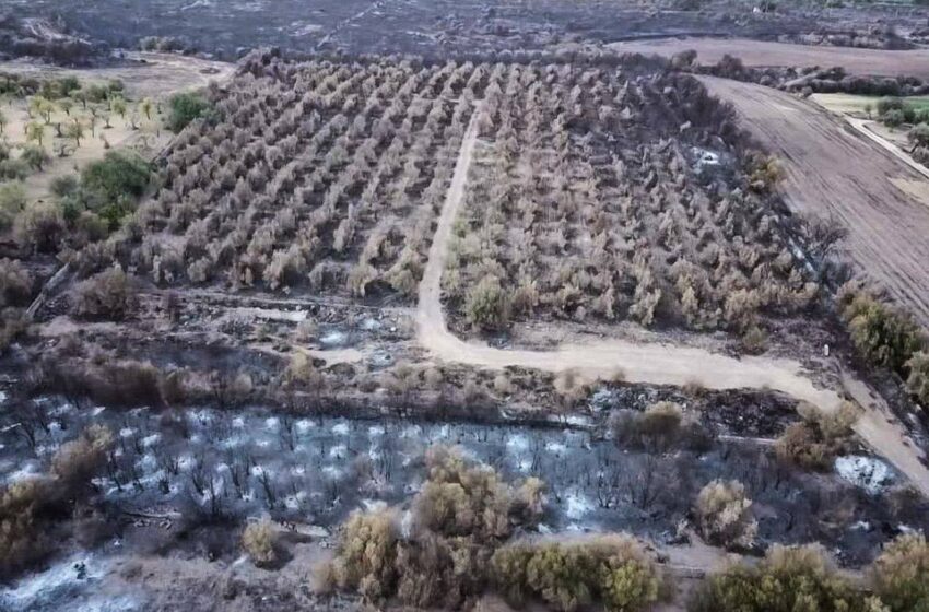  Melilli, contrasto incendi dolosi e agromafie: divieto di pascolo nei fondi distrutti dalle fiamme