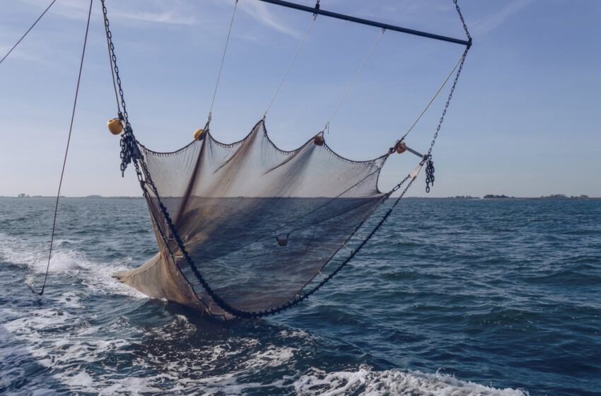  Pesca, fermo biologico in Sicilia: le imprese possono scegliere il periodo