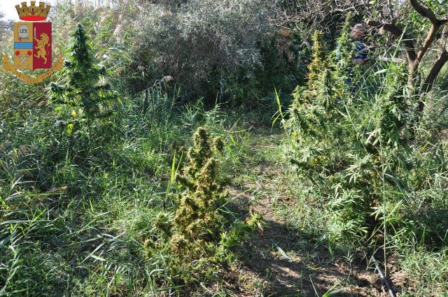  Piantagione di cannabis a Lentini, sorpreso e denunciato il “coltivatore”