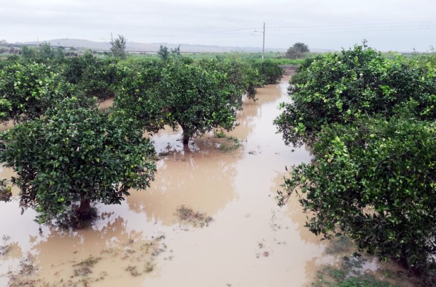  Agricoltura, danni causati nel siracusano dal maltempo: al Ministero richiesto stato calamità