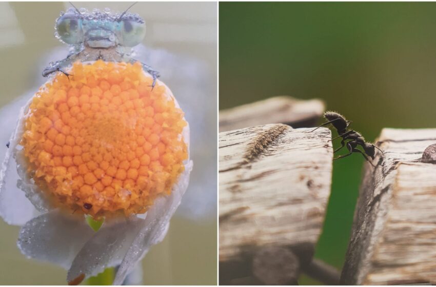  Il micromondo degli insetti e i fotografi siracusani: mostra al Consorzio Plemmirio