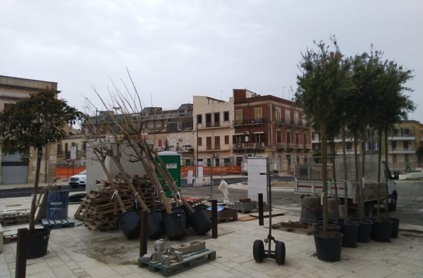 Riqualificazione piazza Euripide, ultimo atto: nuovi alberi messi a dimora