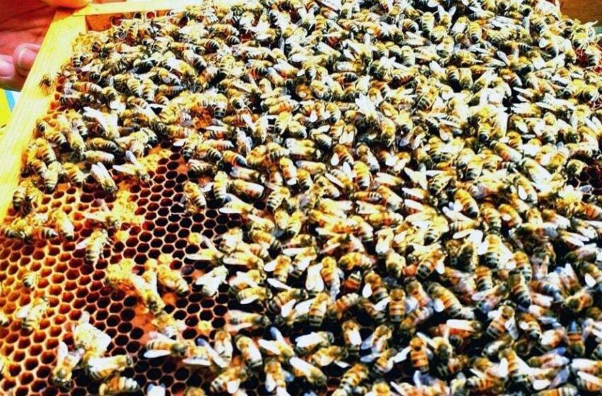 Che aria respiriamo? Lo diranno le api: progetto di biomonitoraggio nel siracusano