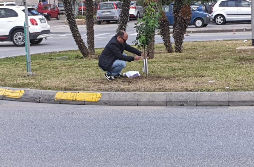  “Aiutateci a non fare morire l’albero di Falcone”, appello dell’associazione CentoPassi