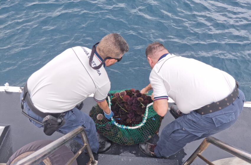 Pescavano ricci di mare nonostante il fermo biologico: sequestrati 300 esemplari