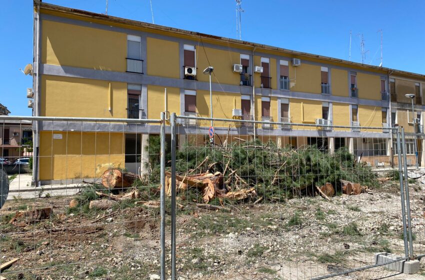  Siracusa. Via gli alberi da via Giarre, l’ex assessore: “Fermate i lavori, grave errore”