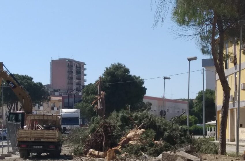  Pini di via Giarre, l’assessore Raimondo: “Sono dannosi, li sostituiamo con altri alberi”
