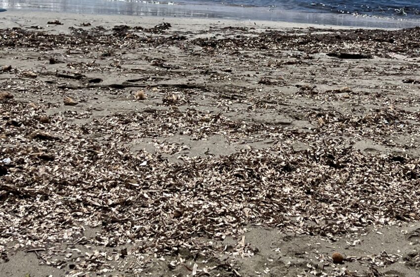  Spiagge, cedimento della costa, servizi: Civico4 boccia le politiche per le zone balneari