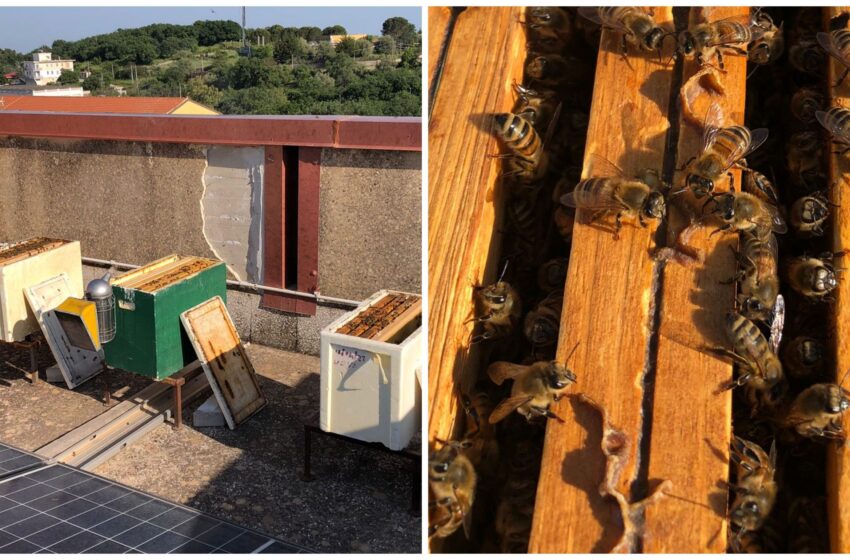  Le api sono le sentinelle ambientali di Sortino: andranno a “caccia” di inquinanti