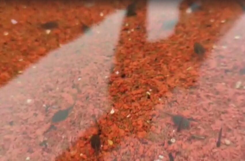  Video denuncia: “Girini nuotano in una pozza d’acqua stagnante in pista, al Di Natale”