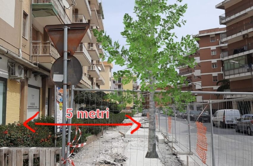  Chi fa il tifo per gli alberi da ombra in viale Tisia/Pitia: Gradenigo, “benefici per tutti”