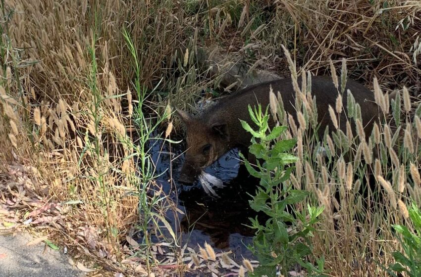  Catturato il cinghiale dei Pantanelli, trasferito in luogo idoneo. “Preludio di un problema”