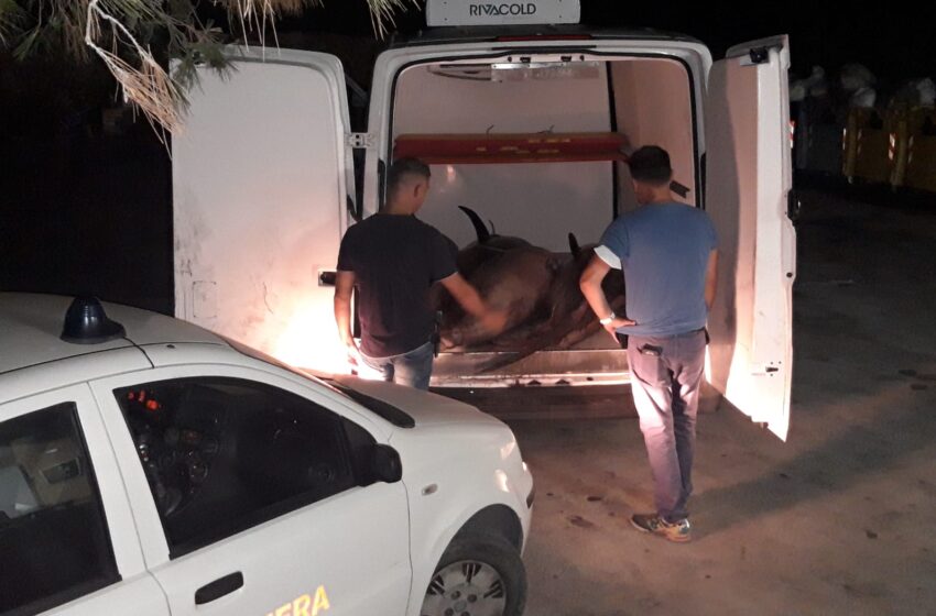  Controlli della Guardia Costiera nella notte, sequestrati cinque tonni rossi