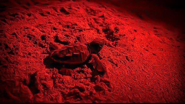  La rivincita della natura, in spiaggia a Marina di Priolo nate 47 tartarughe Caretta caretta