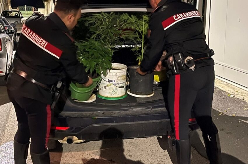  Una serra in casa per coltivare marijuana, arrestato un avolese