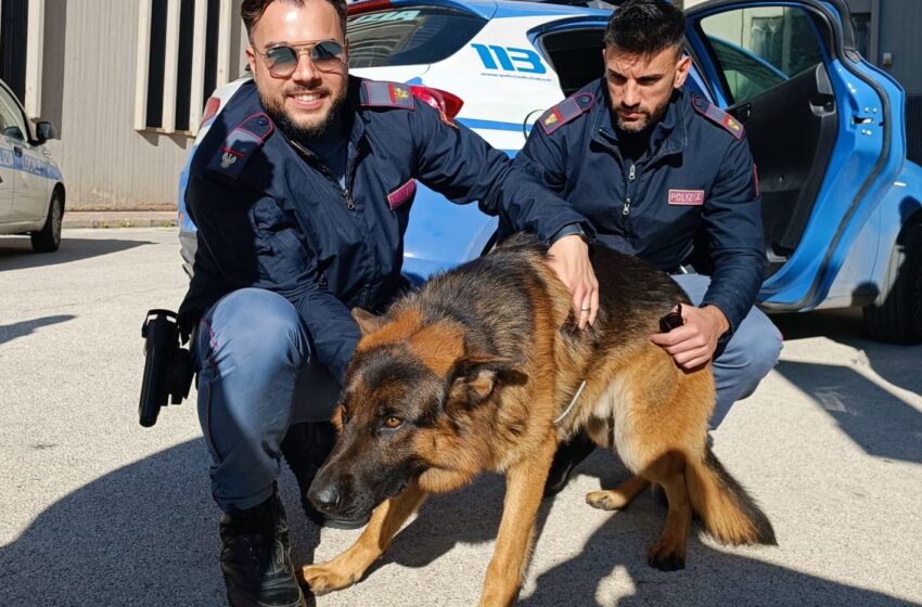 Poliziotti salvano un cane che rischiava di essere investito: adesso si cerca il proprietario