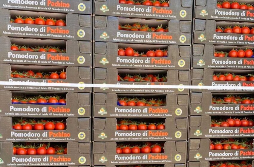  Tonnellate di pomodoro Igp invendute, l'allarme dei produttori: "rischiamo la chiusura"