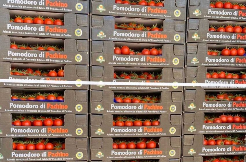 Tonnellate di pomodoro Igp invendute, l'allarme dei produttori: "rischiamo la chiusura"