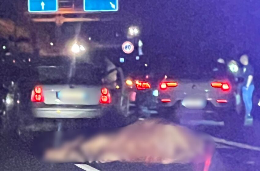  Mucche in autostrada, carambola ed incidente: lievi feriti, morti i due animali