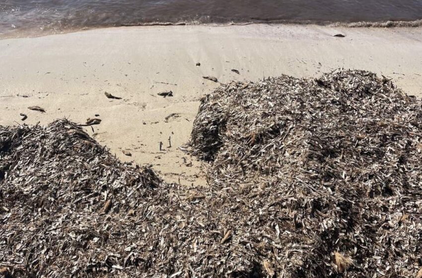  Via gli accumuli di posidonia dalle spiagge, parte l’operazione richiesta da settimane