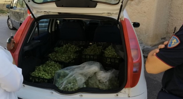  In trasferta per rubare 200 chili d’uva, auto contro il guardrail: criminali in fuga