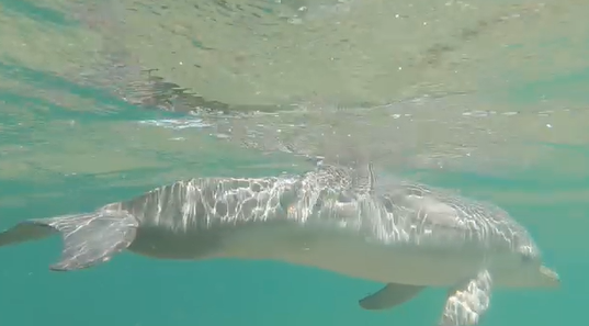  Il cucciolo di delfino avvistato a Vendicari, nuovo VIDEO. “Si è ricongiunto al branco”