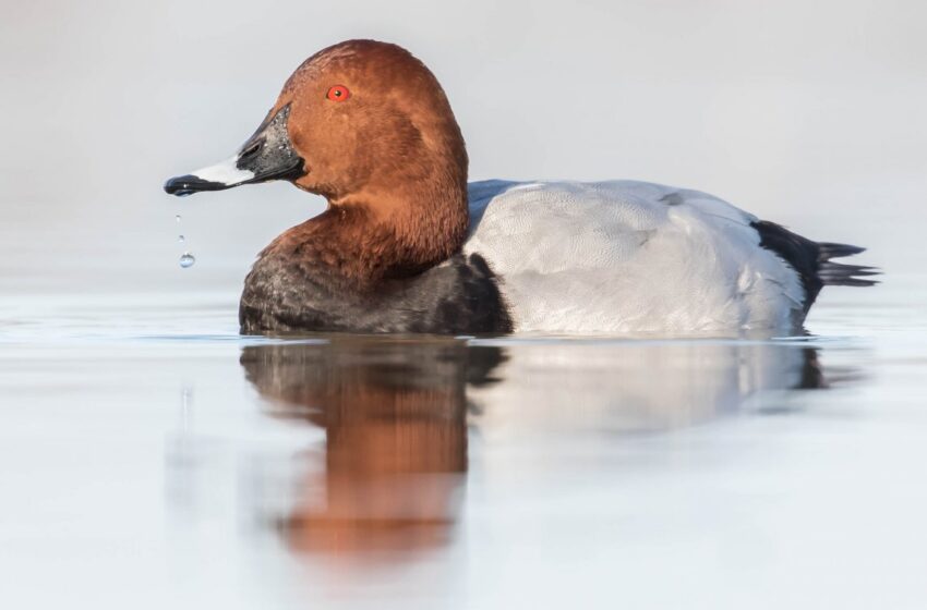  Specie rare nidificano alle Saline di Priolo: il Moriglione e il Gruccione ospiti graditi