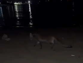  Volpe in spiaggia ieri sera all’Arenella, a “passeggio” tra le persone