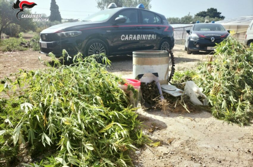  Marijuana coltivata tra i pomodori, denunciato 60enne pachinese