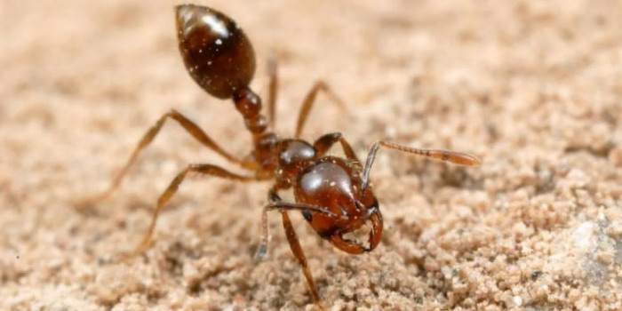  Formica di Fuoco, Spada: “App per segnalare, misura per arginare il rischio”