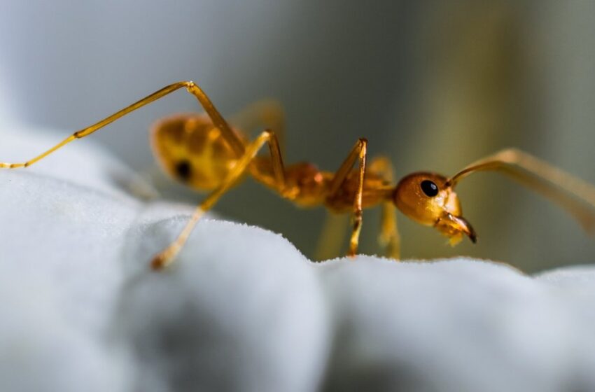  La formica di fuoco arriva in parlamento regionale, “Scongiurare diffusione della specie”