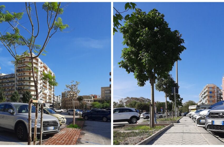  Gettate le basi per una piazza Adda “green”: nuovi filari di alberi nell’area sosta