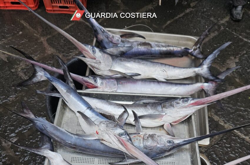  Operazione “Alalunga”, multe e sequestri di tonno anche a Siracusa