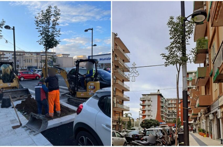 Il momento degli alberi in via Tisia, verso il completamento della lunga riqualificazione