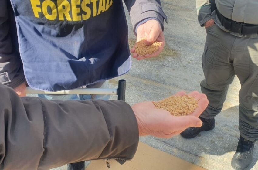  Agroalimentare, la Regione dispone controlli del Corpo forestale sul grano estero in arrivo a Pozzallo