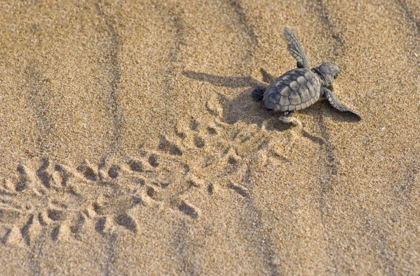 “Life TURTLENEST”, Priolo tutela le tartarughe “caretta-caretta”