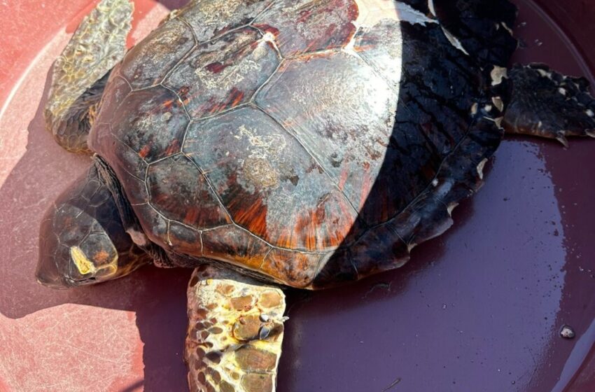  Recuperata una tartaruga “Caretta-Caretta” nei pressi della baia di Santa Panagia
