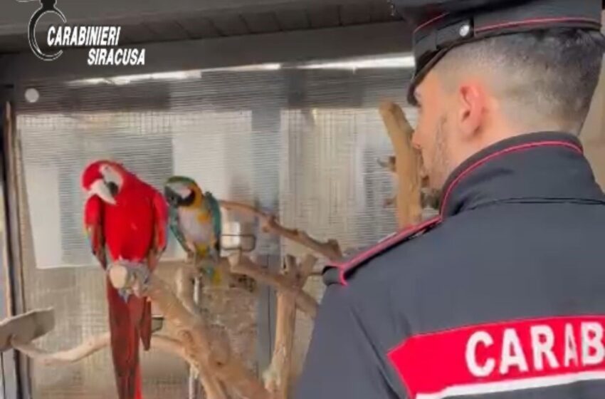  Uno zoo clandestino in casa scoperto dai Carabinieri a Portopalo, il video