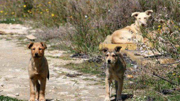  Animali in stato di abbandono nella zona di Akradina, la segnalazione di Assofido-Codacons