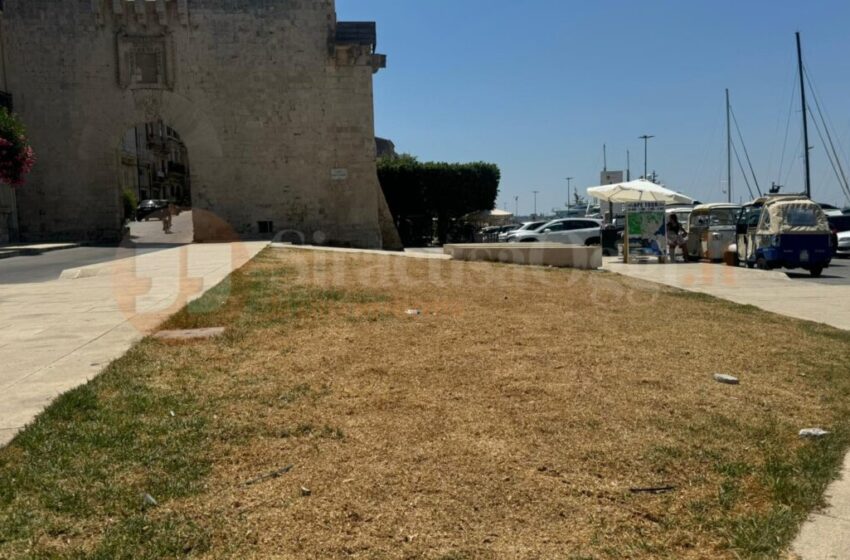 Nuovo slargo Porta Marina, l’area a verde… non è più verde