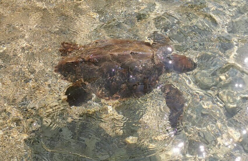 La bella storia estiva: in canoa salva una tartaruga marina impigliata in un paranco
