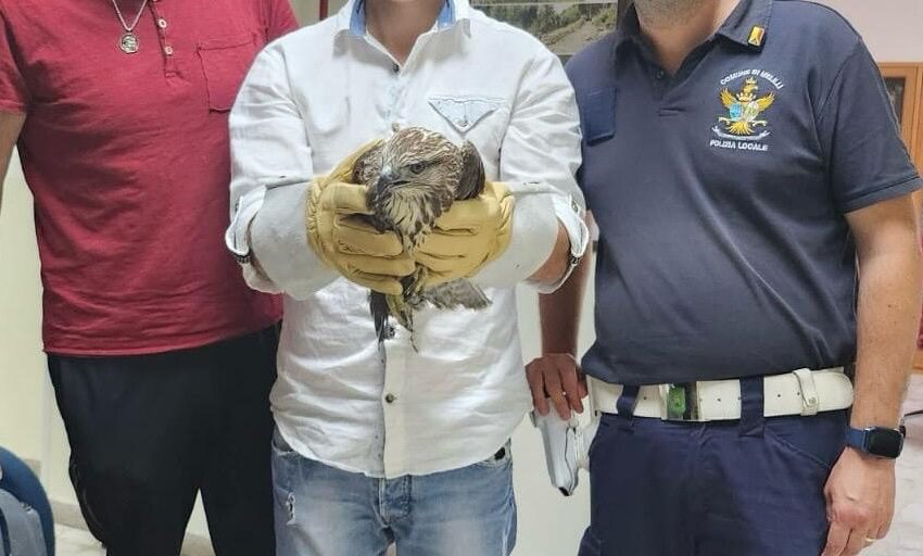La Polizia Locale di Melilli trae in salvo una poiana