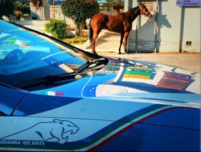  Corsa clandestina di cavalli, blitz della Polizia: una persona denunciata e un cavallo sequestrato