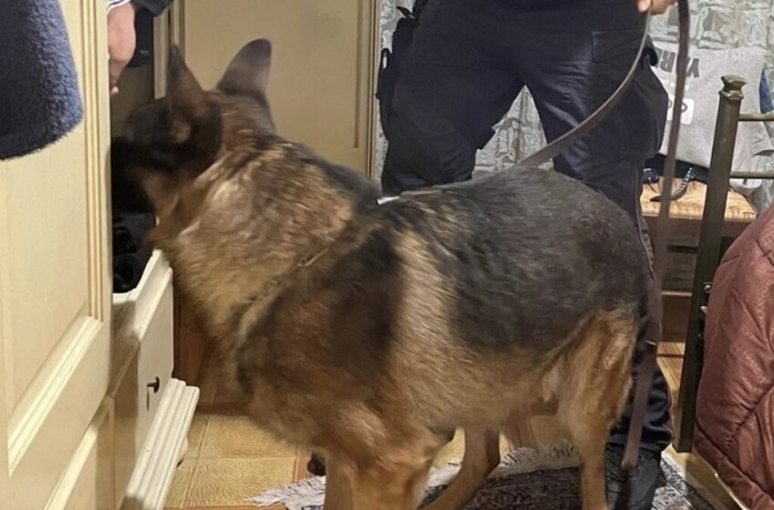 Il fiuto del cane Riley scova droga a Buccheri, una denuncia