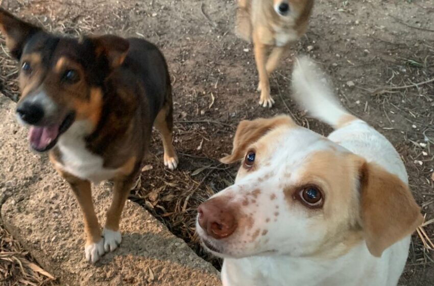 Violenza inaudita sui cani di quartiere a Sacramento, i residenti: “Abbiamo paura”