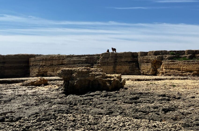 Attimi di paura al Plemmirio: due turiste tedesche minacciate da cani vaganti, salvate dalla Polizia